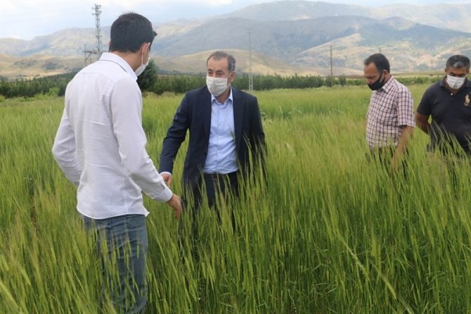 On bin yıllık siyez buğdayı, Ekinözü’nde ilk kez ekildi