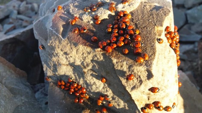 Uğur böceklerinden görsel şölen