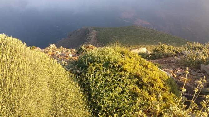 Uğur böceklerinden görsel şölen