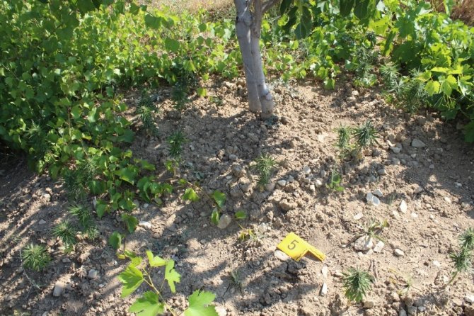 Çağlayancerit'te bahçesine kenevir ekti yakalandı