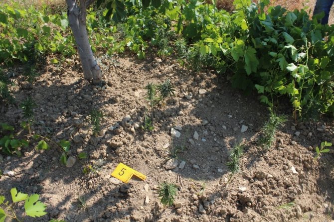 Çağlayancerit'te bahçesine kenevir ekti yakalandı