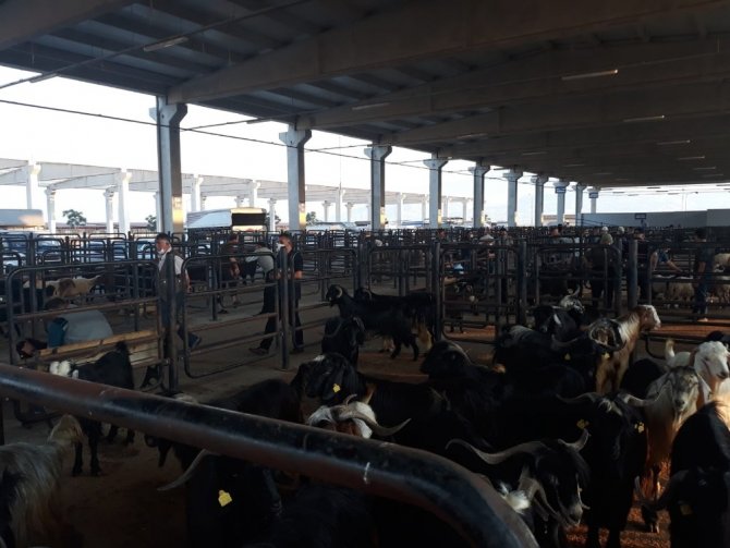 Canlı Hayvan Borsasında Kurban Bayramı için her şey hazır