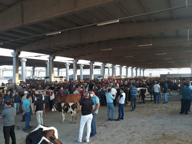 Canlı Hayvan Borsasında Kurban Bayramı için her şey hazır