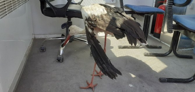 Yaralı leyleğe polisten şefkat eli