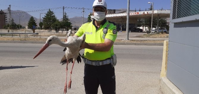 Yaralı leyleğe polisten şefkat eli