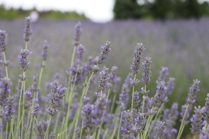 Afşin Belediyesi lavantadan 2 milyon gelir bekliyor