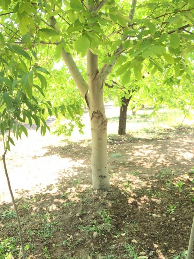 Ceviz ağacındaki "baykuş" figürü görenleri şaşırttı