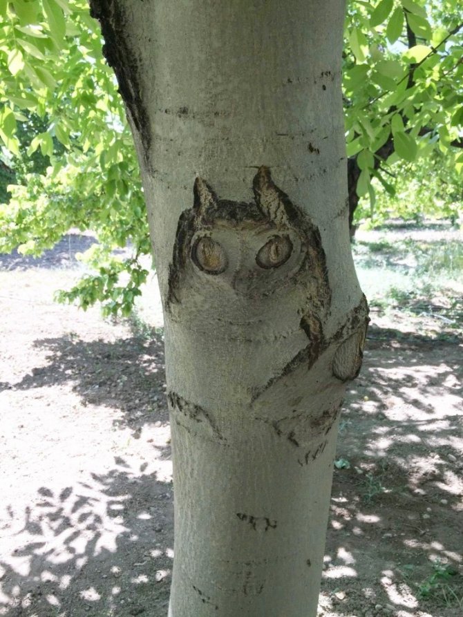 Ceviz ağacındaki "baykuş" figürü görenleri şaşırttı