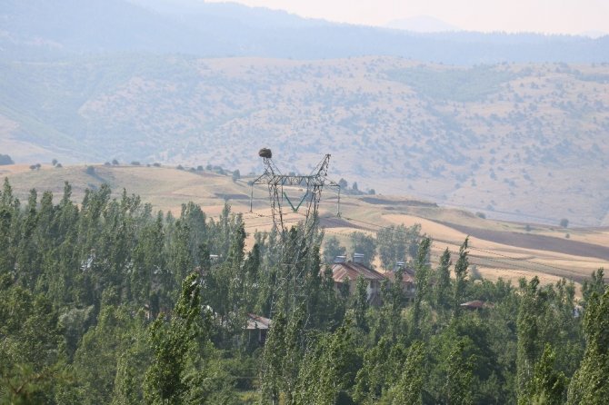 30 yıldır leylekler direkleri mesken tuttular