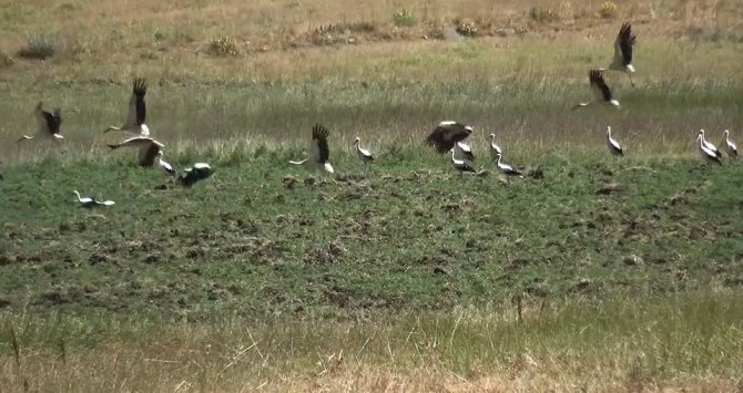 30 yıldır leylekler direkleri mesken tuttular