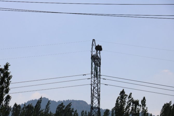 30 yıldır leylekler direkleri mesken tuttular