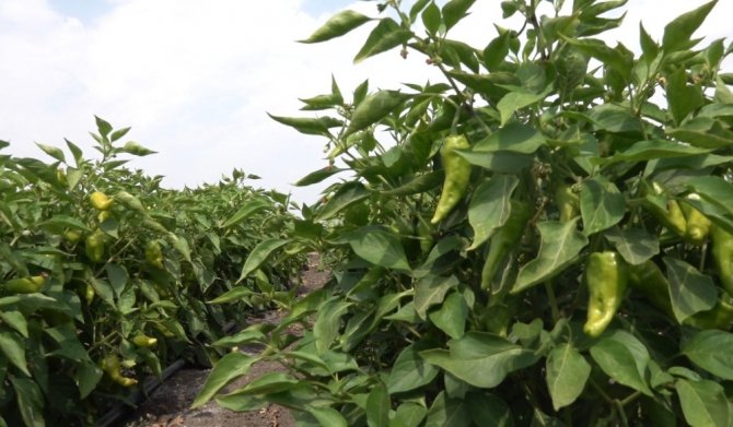 Biber fidesi desteği üreticiye can suyu oldu