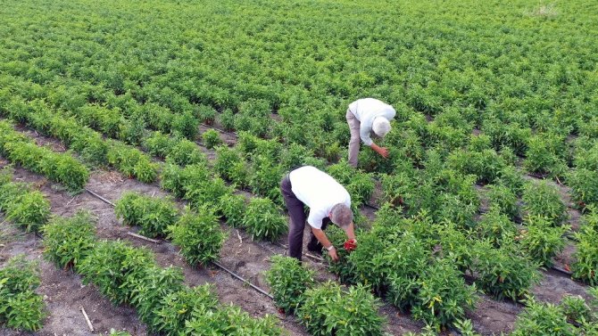 Biber fidesi desteği üreticiye can suyu oldu