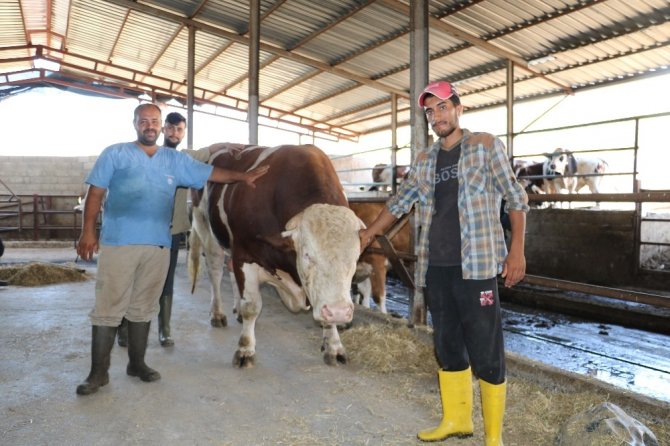 Kahramanmaraş'ta 1,5 tonluk boğa 35 bin liraya satıldı