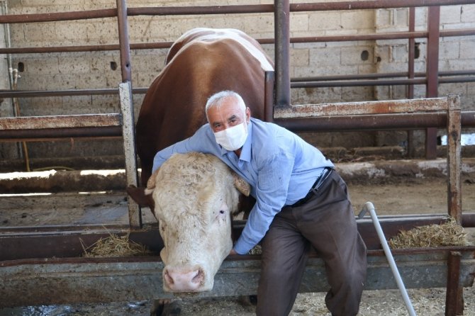 Kahramanmaraş'ta 1,5 tonluk boğa 35 bin liraya satıldı