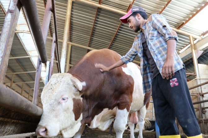 Kahramanmaraş'ta 1,5 tonluk boğa 35 bin liraya satıldı