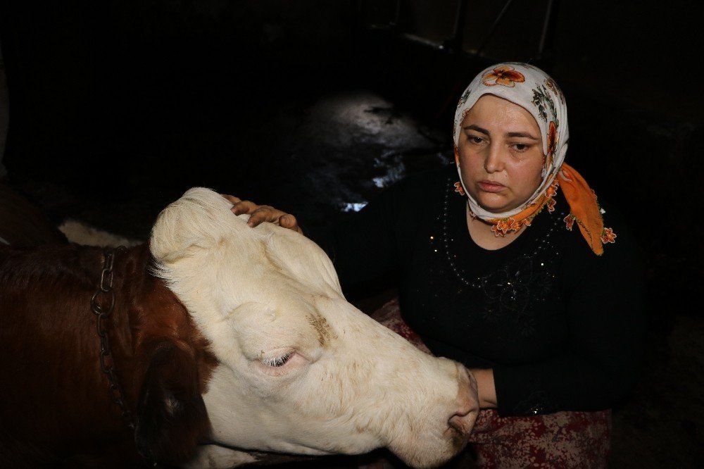 Elektrik akımına kapılan 5 büyükbaş hayvan telef oldu