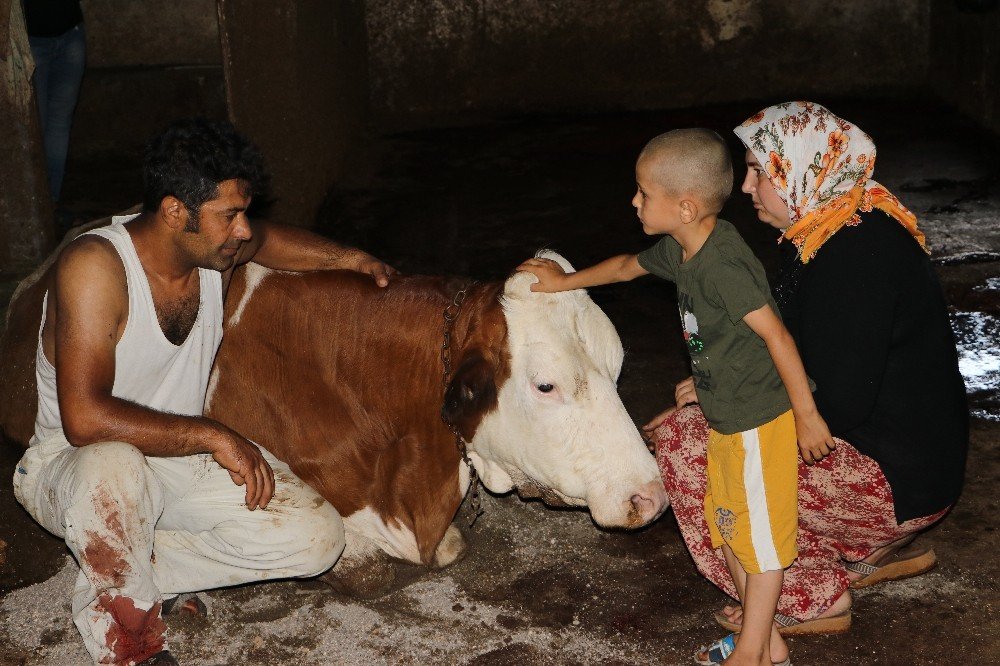 Elektrik akımına kapılan 5 büyükbaş hayvan telef oldu