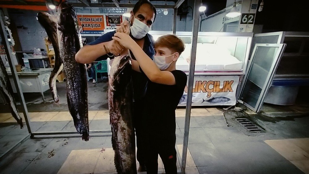 Bir buçuk metrelik yayın balıklarına büyük ilgi