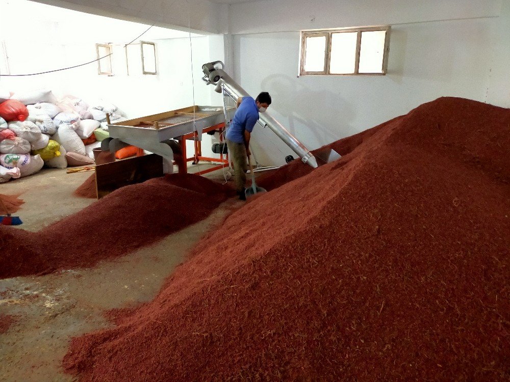 Kahramanmaraş'ın coğrafi işaretinin hasat yolculuğu başladı