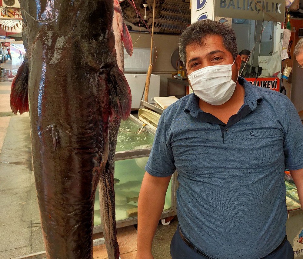 Kahramanmaraş'ta İnsan boyunda yayın balığı yakalandı