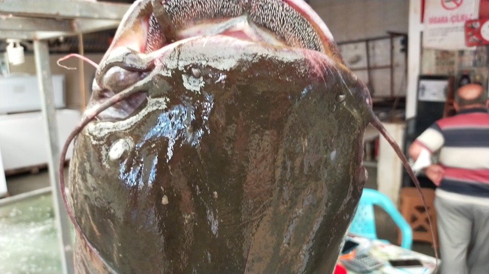Kahramanmaraş'ta İnsan boyunda yayın balığı yakalandı