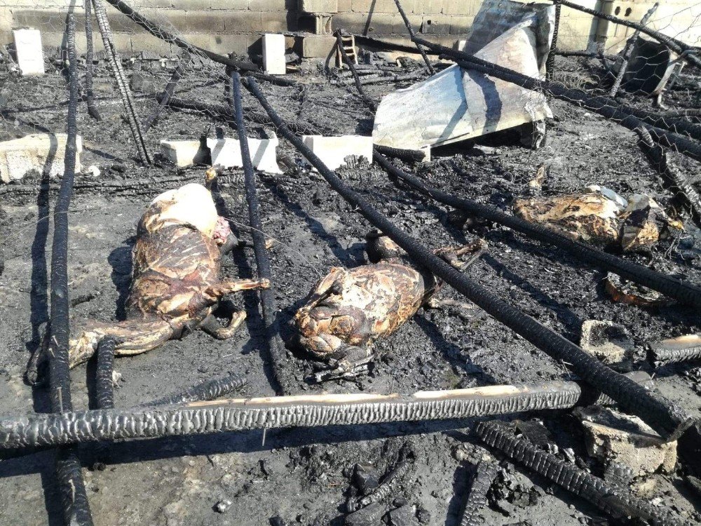 Pazarcık'ta 5 küçükbaş hayvan yanarak telef oldu