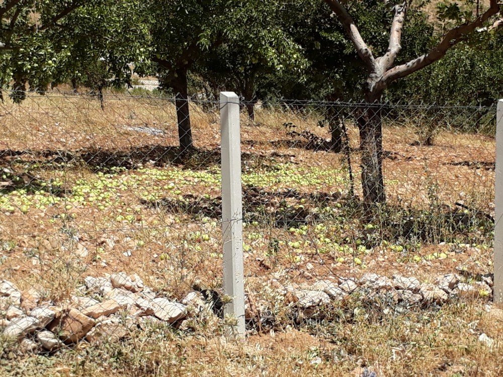 Kahramanmaraş'ta etkili olan fırtına meyve ağaçlarına zarar verdi