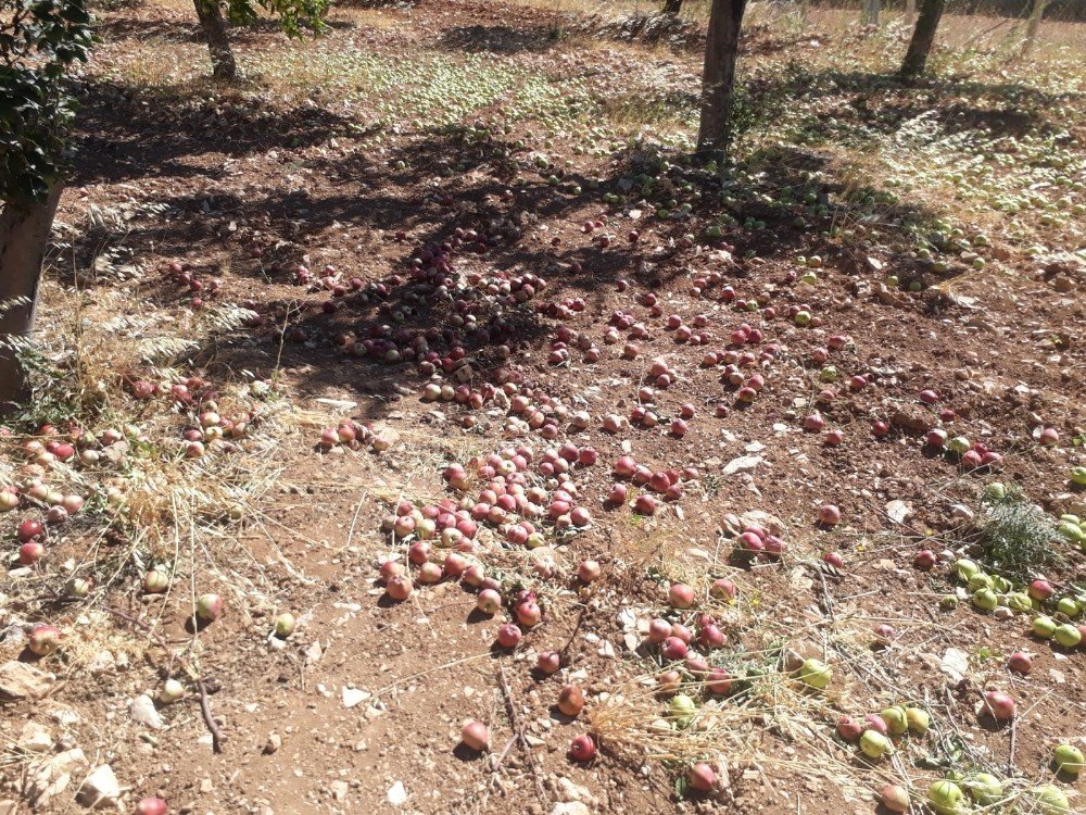 Kahramanmaraş'ta etkili olan fırtına meyve ağaçlarına zarar verdi