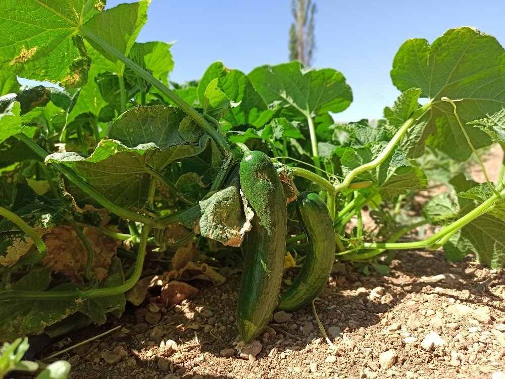 Hayırseverler destek verdi, o emeği ve alın teriyle üretti