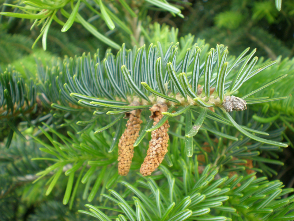 abies-cilicica-2c.jpg