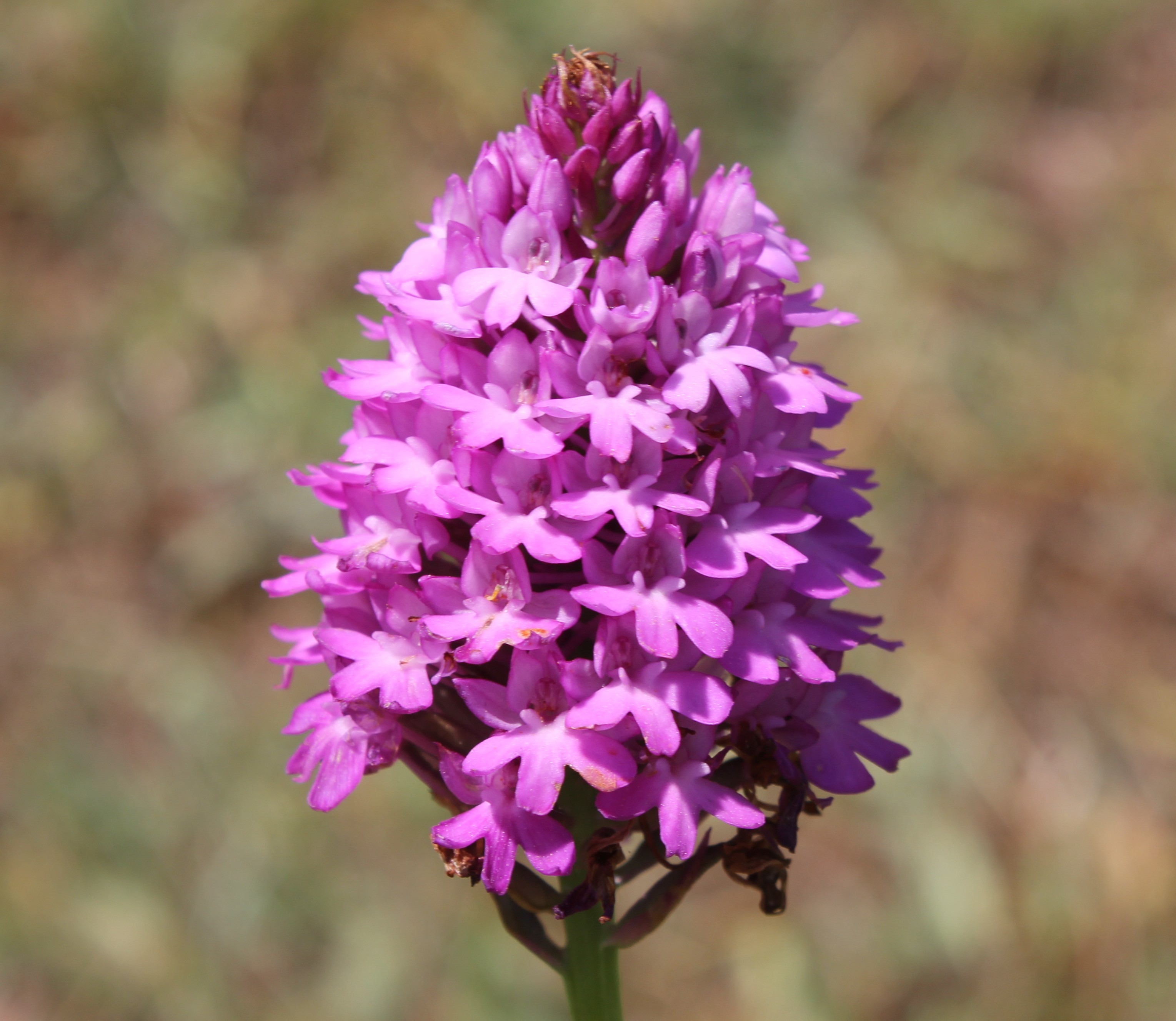 anacamptis-pyramidalis-inflorescence.jpg